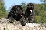 BOUVIER DES FLANDRES 147